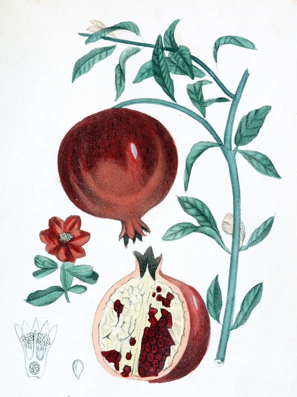 melograno