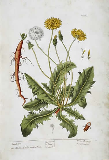 a curious herbal_dandelion